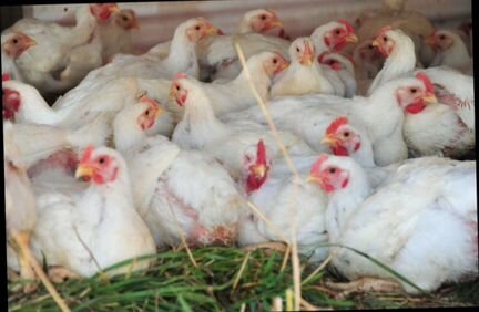 Бройлерные куры живым весом 2.5 - 3.5кг. Оптом