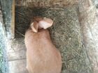 Кролики бургундские объявление продам