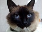 Кошку Лютю вернули в приют через 5 лет объявление продам