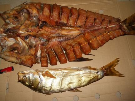 Сом, жерех и толстолобик балык холодного копчения