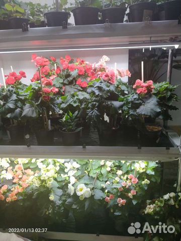 Стеллаж для цветов и рассады с капиллярными матами