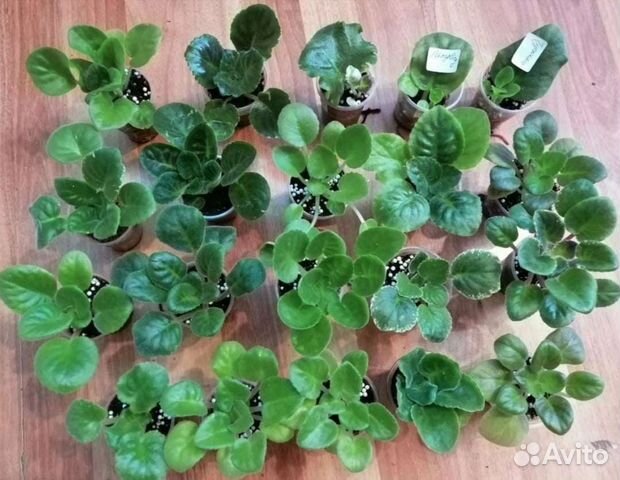 Детки сортовых фиалок