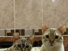 Бенгальские кот и кошка
