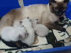 Котята Тайской кошки объявление продам
