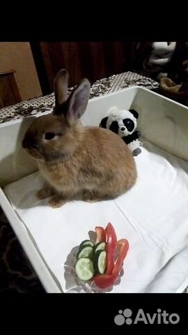 Декоративные кролики