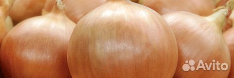 Семена Лука 