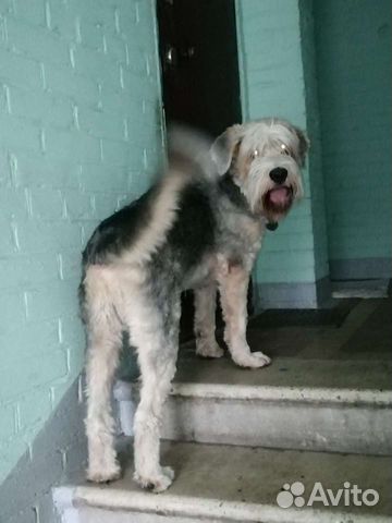 Выгул собак, зооняня, передержка животных