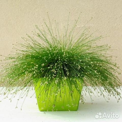 Комнатные растения: изолепис и традесканция