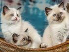 Невские котята 1.5 месяца