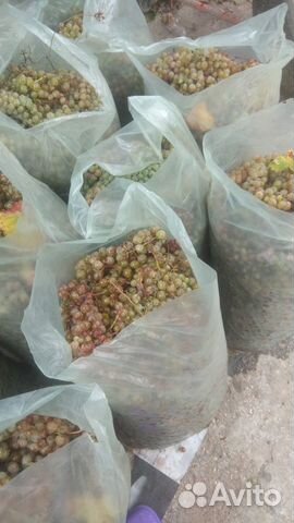 Виноград на вино и чачу