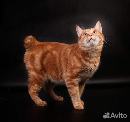 Как выглядят коты бобтейлы
