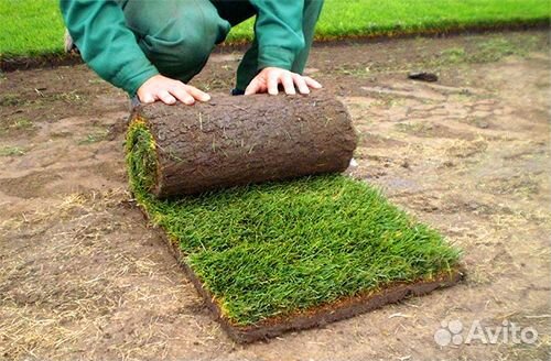 Рулонный газон