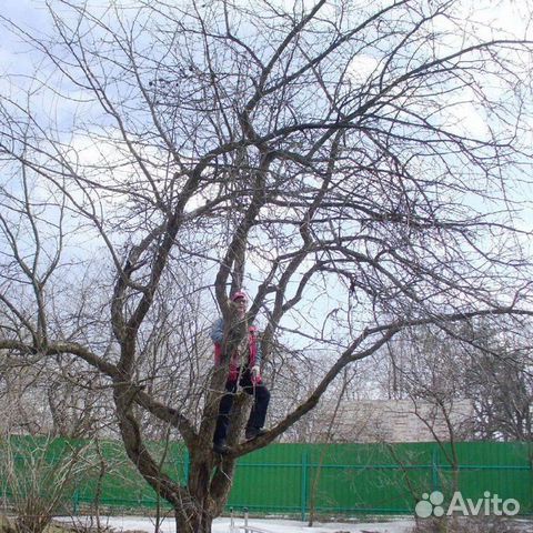 Обрезка сада и виноградника