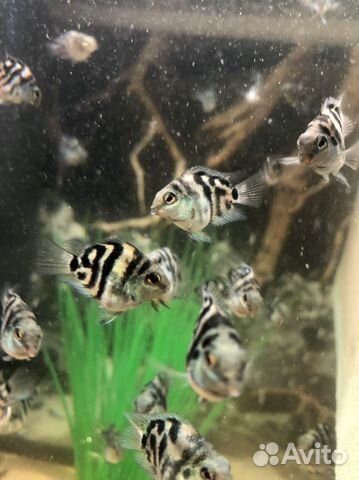 Сапфировый тигровый зебровый попугай цихлида