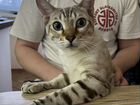 Бенгальские кот бесплатно объявление продам