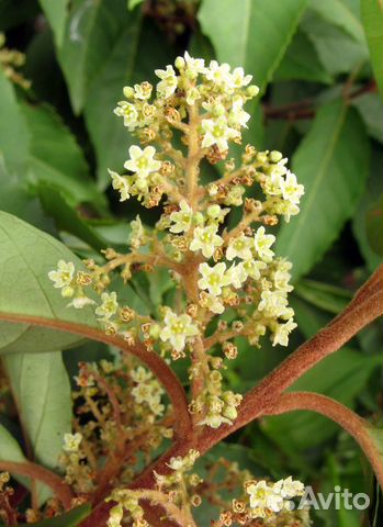 Меза китайская, холмскиолдия и др