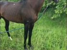 Карачаевский мерин лошадь
