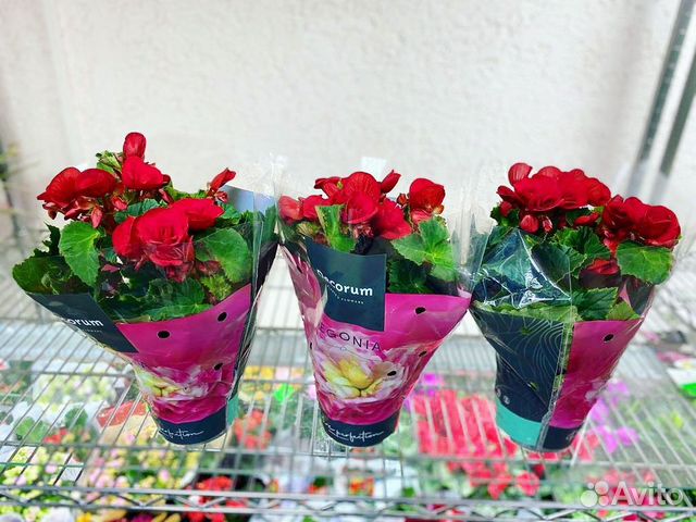 Бегония королевская