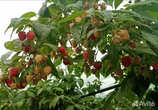 Саженцы Малины Ежевики Новинки