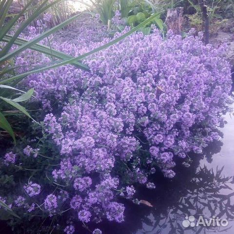 Тимьян ползучий,орегано и другие