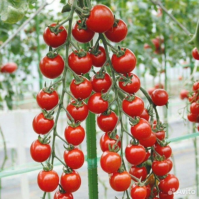 Черри кустовые. Черри кустовые. Индетерминантные томаты черри. Черри кустовые. Томат черри вишня розовая.