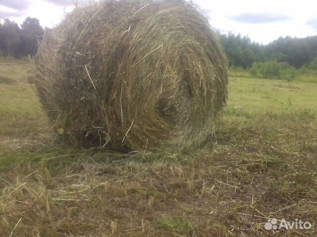 Сено в рулонах