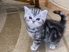 Шотландские котята объявление продам