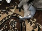 Донской сфинкс котёнок браш объявление продам