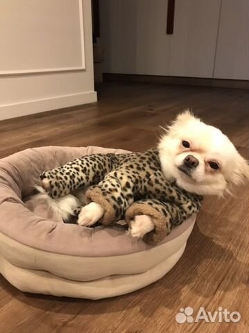 Комбинезон для собаки