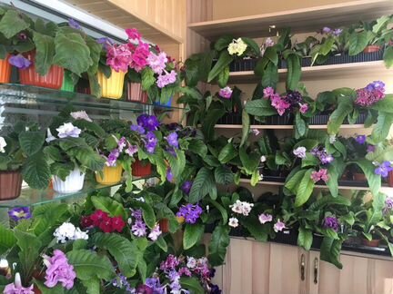 Фиалки, стрептокарпусы, глоксинии