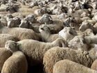 Овцы бараны ягнята