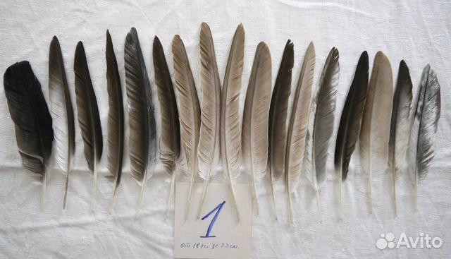 Набор перьев для рукоделия. Перья голубиные
