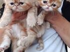 Шикарные экзотические котята объявление продам