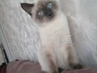 Невскаямаскарадная кошка