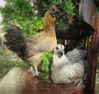 Инкубационное яйцо