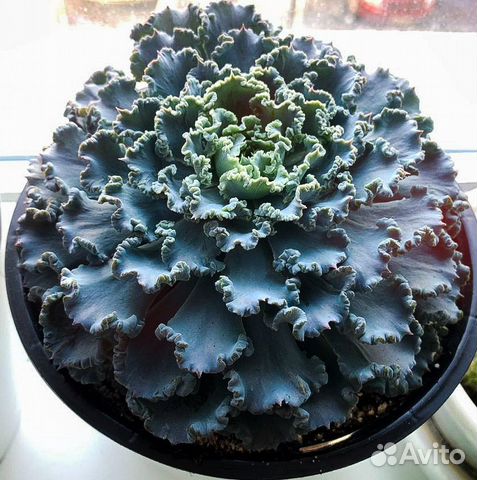 Суккулент Эхеверия 'Шавиана'