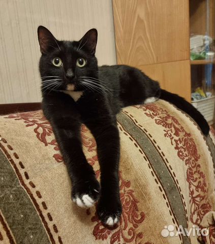 Кот Василий