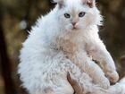Редкий Кучерявый котик Лаперм добрым объявление продам