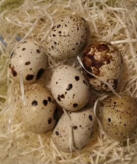 Инкубационное яйцо перепелиное