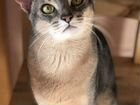 Абиссинский кот с документами вязка объявление продам