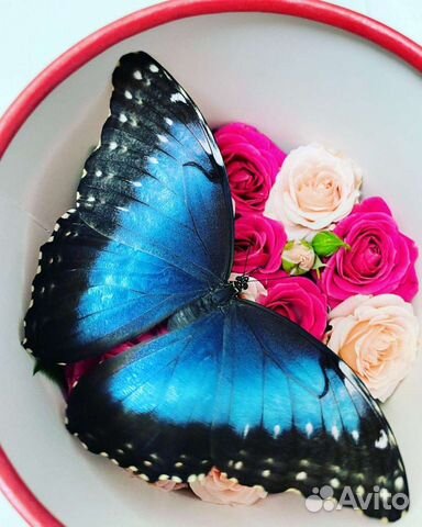 Доставка живых бабочек