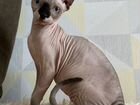 Котята сфинксы носят ген разноглазия объявление продам