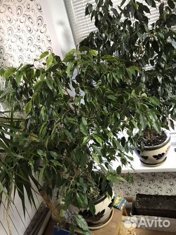 Фикус бенджамина
