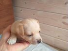 Маленькая собака в добрые руки объявление продам