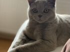 Вязка с британским котом объявление продам