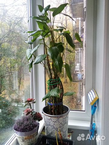 Красивые комнатные цветы : их детки