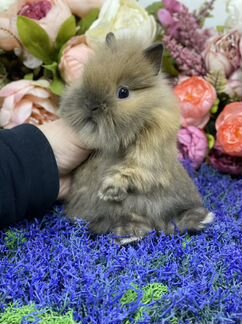 Готовы к переезду крольчата карликовые