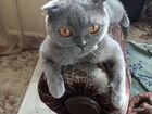 Шотландская вислоухая кошка ищет шотландского прям объявление продам