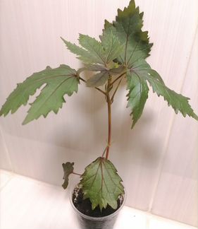 Hibiscus sabdariffa (