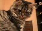 Шатланская прямоухая кошка